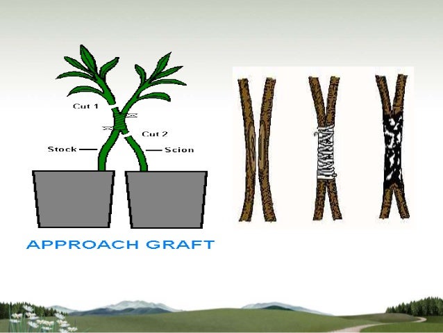 Basidiomycota asexual reproduction images Asexual plant propagation layering plants